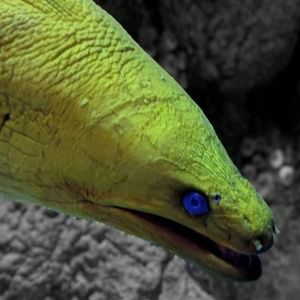 Meet your Posher, Jack